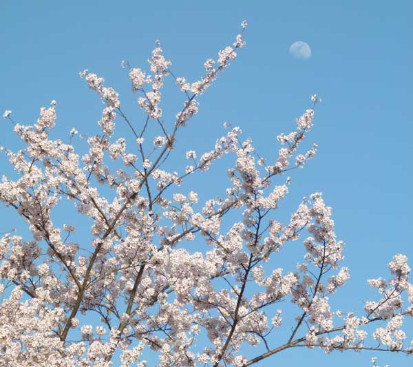 Moon and cherry blossom tree with blue sky